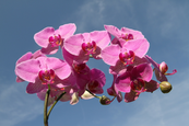 Szabályok az orchidea gondozásához Az orchidea igényei